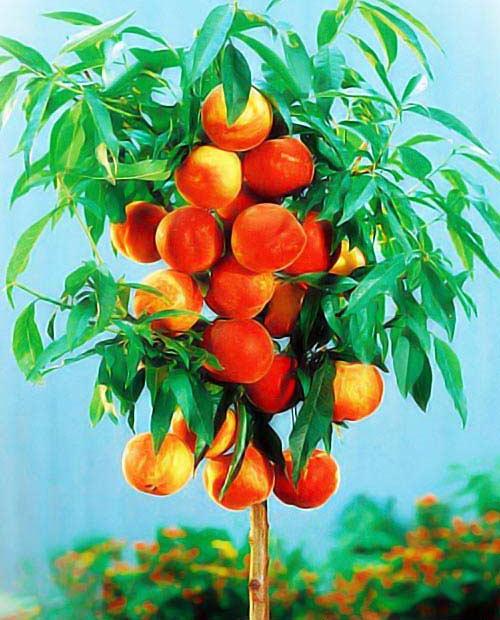 Персик колоновидный Медовый красно-оранжевый (средний срок созревания) (корневая окс) фото-0