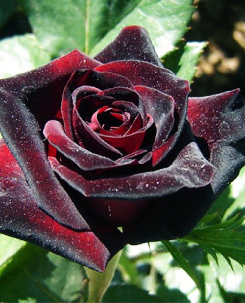 Роза чайно-гибридная Блэк Баккара черно-красная (саженец класса АА+) высший сорт фото-3