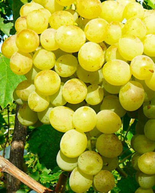Виноград Кристалл белый (винный сорт, ранний срок созревания) фото-2