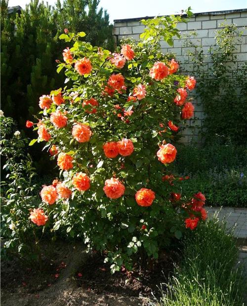 Роза плетистая Вестерленд жёлто-розовая (саженец класса АА+) высший сорт фото-3