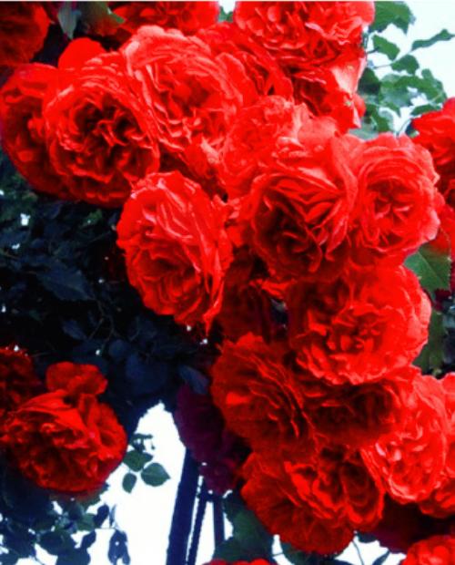 Роза плетистая Ван Лав (One Love)ярко-красная (саженец класса АА+, премиальный сорт, подходит для живой изгороди) фото-2