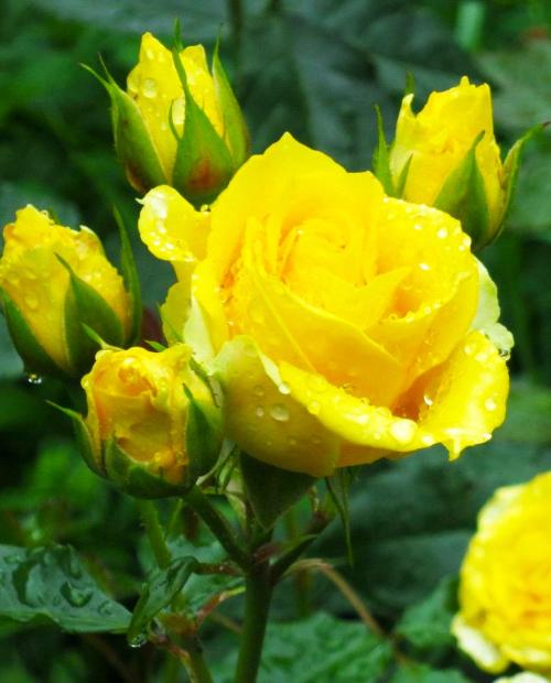 Роза спрей Шани ярко-желтая (саженец класса АА+) высший сорт фото-1