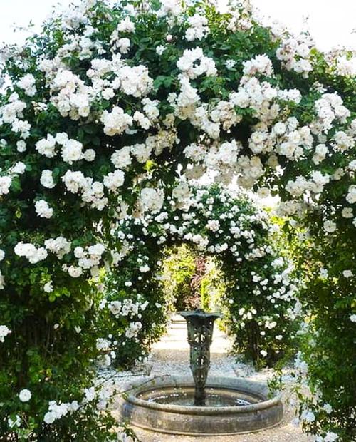 Роза плетистая Амур (Amur) нежно-белая (саженец класса АА+, премиальный сорт, долгоцветущая) фото-3