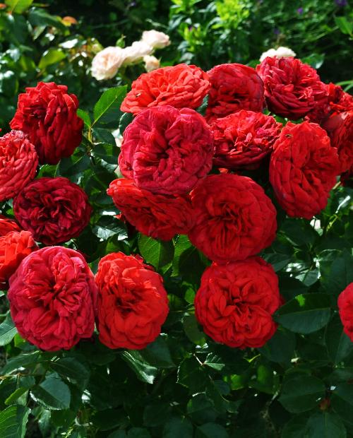 Роза английская Эрик Таберли красная (саженец класса АА+) высший сорт фото-3