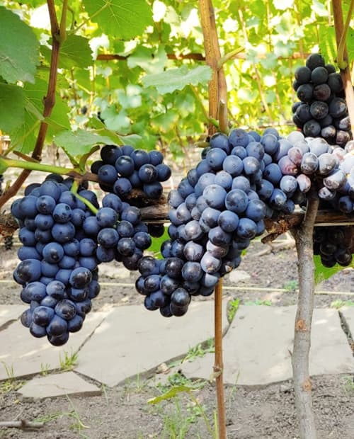 Виноград Нуаре синий (винный сорт, средний срок созревания) (корневая окс) фото-2