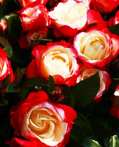 Роза чайно-гибридная Ностальгия бело-красная (саженец класса АА+) высший сорт фото-1