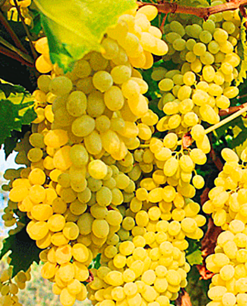 Виноград Ркацители зеленовато-желтый (винный сорт, позднего срока созревания) фото-2