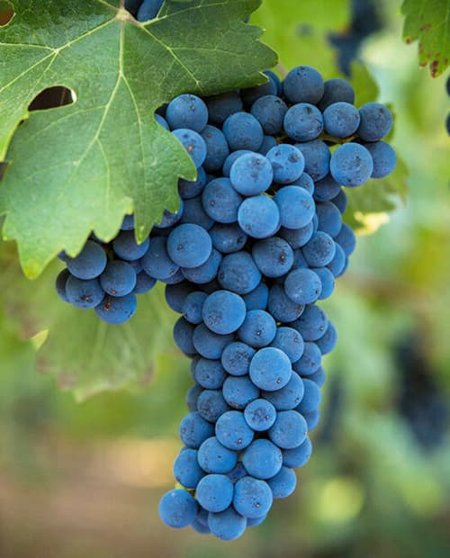 Виноград Каберне синий (винный сорт, средне-поздний срок созревания) (корневая окс) фото-1