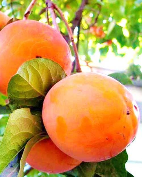 Хурма Тамопан большой оранжевая (средний срок созревания, на морозостойком подвое) фото-0