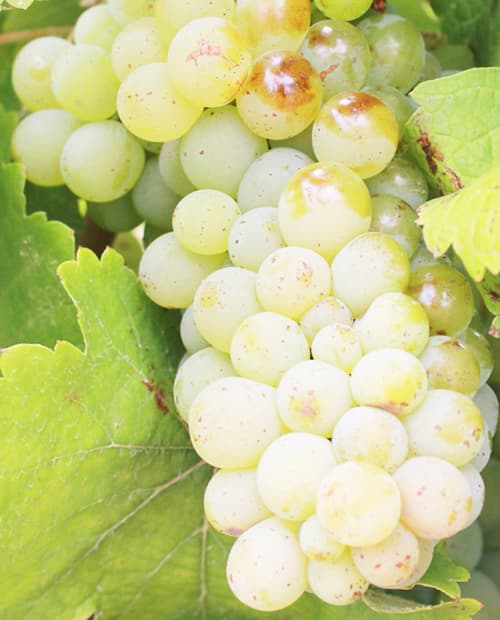 Виноград Совиньон белый (винный сорт, средний срок созревания) (корневая окс) фото-3