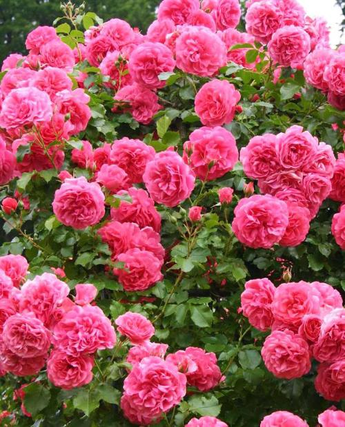 Роза плетистая Розариум Ютерсен розовая (саженец класса АА+) высший сорт фото-1