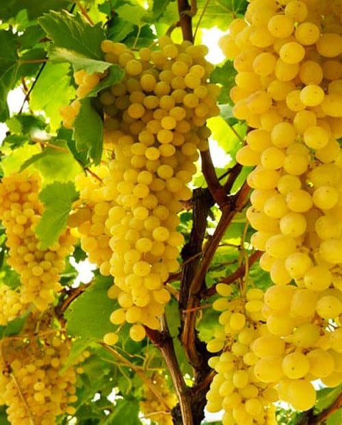 Виноград Ркацители зеленовато-желтый (винный сорт, позднего срока созревания) фото-0