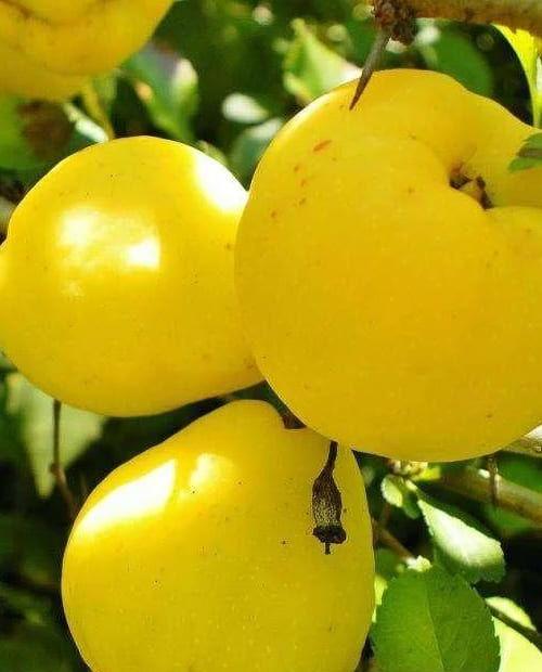 Айва яблоковидная Золотистая (осенний сорт, раннего срока созревания) фото-0