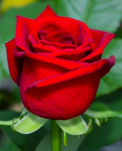 Роза чайно-гибридная Леди Мария (Lady Mariya) бархатно-красная (неоднократно цветущий сорт) фото-1