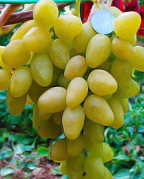 Виноград Долгожданный лимонно-желтый (кишмиш, ультраранний срок созревания) фото-0