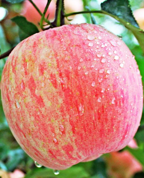 Яблоня Фуджи розово-красная (средне-поздний срок созревания) фото-1