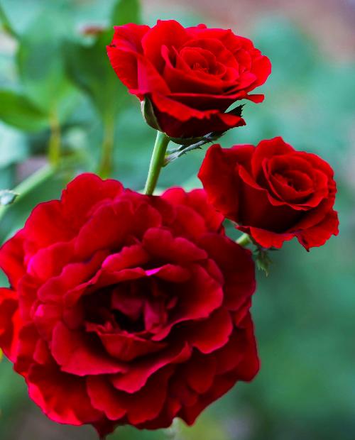 Роза плетистая Дон Жуан красная (саженец класса АА+) высший сорт фото-2
