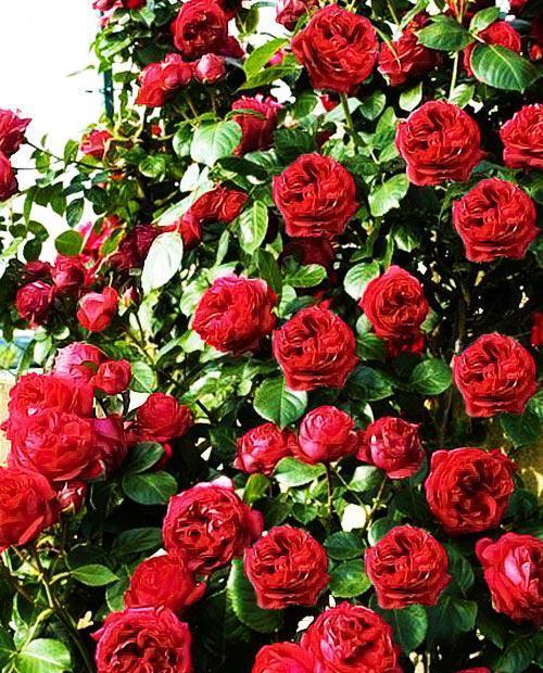 Роза английская Эрик Таберли красная (саженец класса АА+) высший сорт фото-0