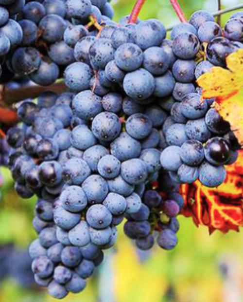 Виноград Плечистик темно-синий (винный сорт, среднего срока созревания) фото-2