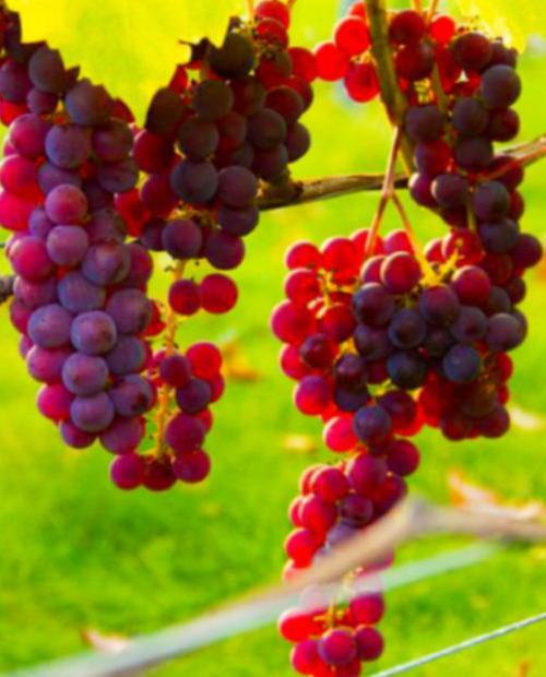 Виноград Свенсон Ред красный (кишмиш, средний срок созревания) фото-3