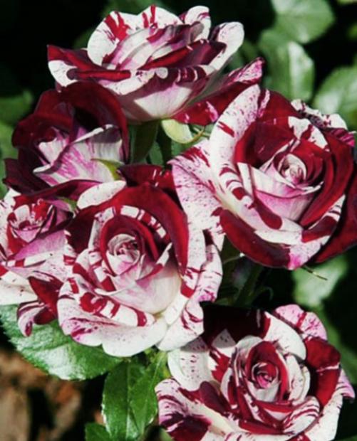 Роза спрей Спарлинг-Бело-черный (саженец класса АА+) высший сорт фото-1
