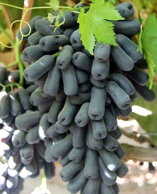 Виноград Аватар черный (кишмиш, средний срок созревания) (корневая окс) фото-1