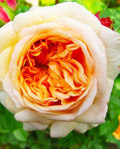 Роза английская Пегас нежно-абрикосовая (саженец класса АА+) высший сорт фото-2