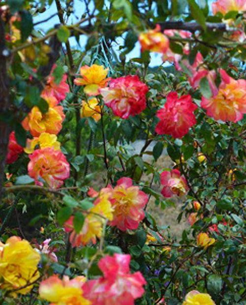 Роза плетистая Полька бабочка желто-красная (саженец класса АА+) высший сорт фото-0
