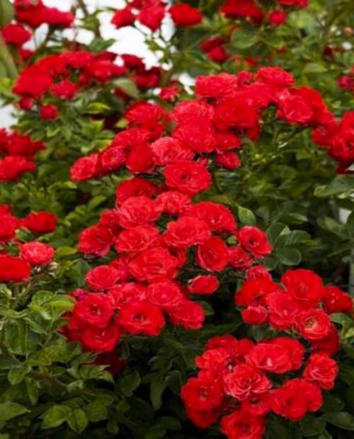 Роза плетистая Дон Жуан красная (саженец класса АА+) высший сорт фото-1