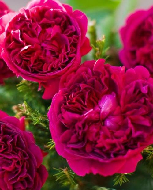 Роза английская Вильям Шекспир (William Shakespeare) пурпурная (саженец класса АА+) высший сорт фото-1