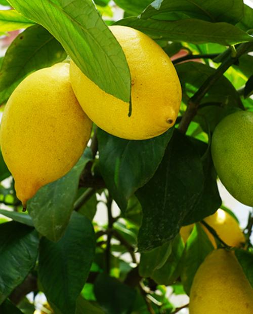 Лимон "Урман" (ремонтантный, устойчивый к заболеваниям сорт) фото-3