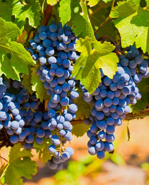 Виноград Сканворд синий (винный сорт, средний срок созревания) фото-2