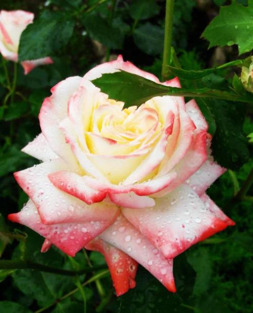 Роза чайно-гибридная Императрица Фарах биколор (саженец класса АА+) высший сорт фото-2