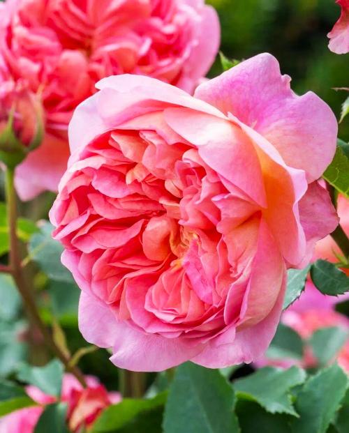 Роза английская Тру Лав (True love) светло-лавандовая (премиальный сорт, с мускусным ароматом) фото-2