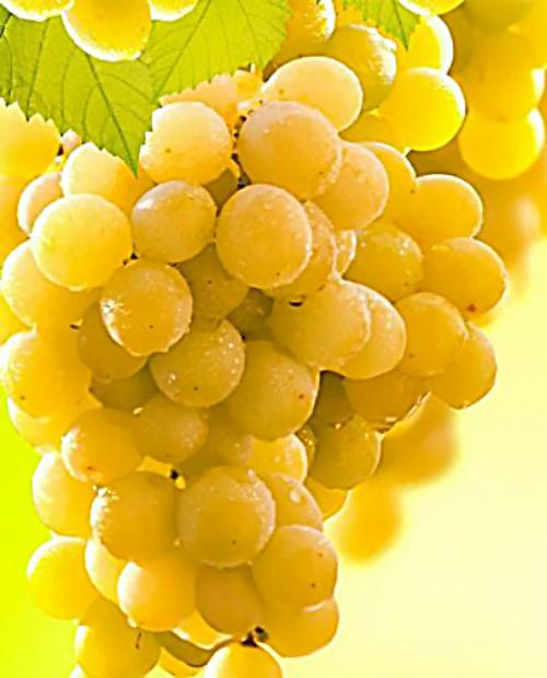 Виноград Ркацители зеленовато-желтый (винный сорт, позднего срока созревания) фото-3