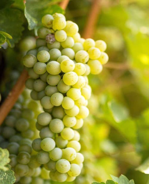 Виноград Совиньон белый (винный сорт, средний срок созревания) (корневая окс) фото-1