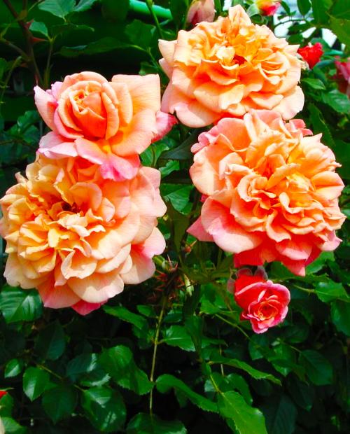 Роза плетистая Алоха (Aloha) красно-оранжевая (саженец класса АА+) высший сорт фото-2