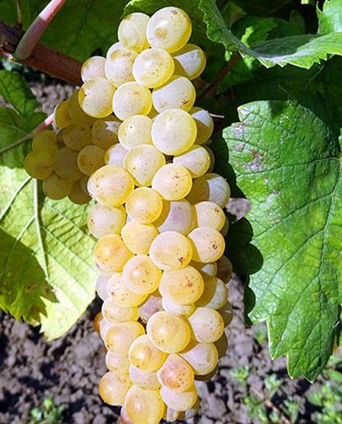 Виноград Шардоне зеленовато-белый (винный сорт, среднего срока созревания) фото-0