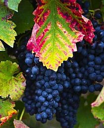 Виноград Плечистик темно-синий (винный сорт, среднего срока созревания)