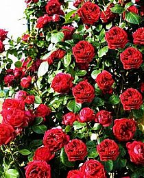 Роза английская Эрик Таберли красная (саженец класса АА+) высший сорт