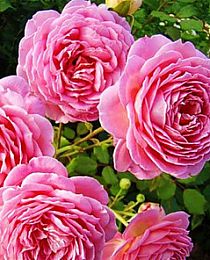 Роза английская Тру Лав (True love) светло-лавандовая (премиальный сорт, с мускусным ароматом)