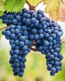 Виноград Нуаре синий (винный сорт, средний срок созревания) (корневая окс)