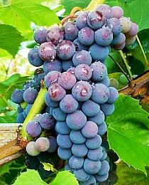 Виноград Амурский синий (средний срок созревания)