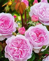 Роза английская Остин Росалинд бело-розовая (саженец класса АА+) высший сорт