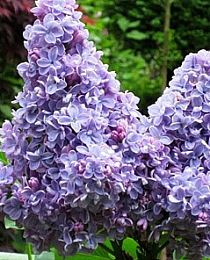 Сирень Красотка светло-фиолетовая (позднего срока цветения) (контейнер p9) 1-год