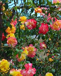 Роза плетистая Полька бабочка желто-красная (саженец класса АА+) высший сорт