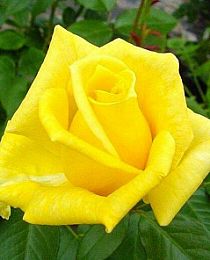 Роза чайно-гибридная Ландорра желтая (саженец класса АА+) высший сорт