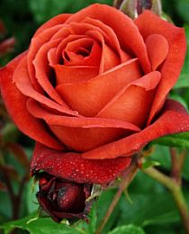 Роза чайно-гибридная Терракота кофейно-коричневая (саженец класса АА+) высший сорт 