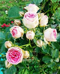 Роза спрей Мими Эден (Mimi Eden) бело-розовая с зеленоватым оттенком (саженец класса АА+) высший сорт