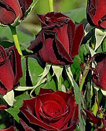 Роза чайно-гибридная Poзa Баркароле бархатно-красная (саженец класса АА+) высший сорт